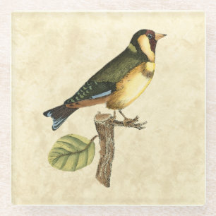 小さい枝でとまる黄色および緑の鳥 ガラスコースター