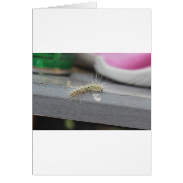 小さい毛虫 (正面)