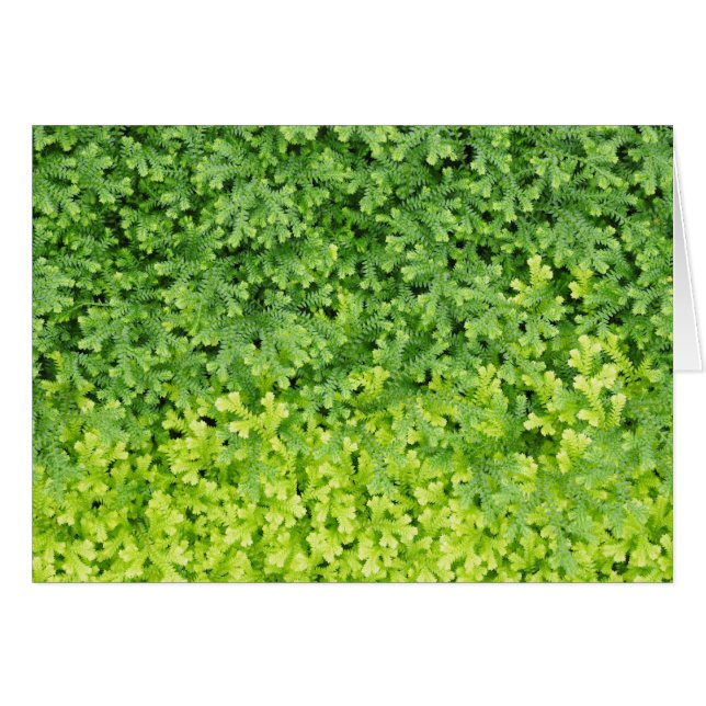 小さい熱帯シダ (正面横)