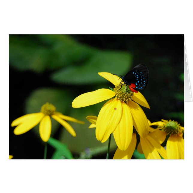 小さい色2 (正面横)