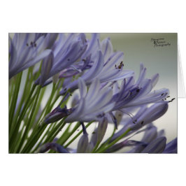 小さい開花(5.0)