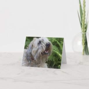 小さい静かに上塗を施してあるWheatenテリアのブランクのメッセージカード カード