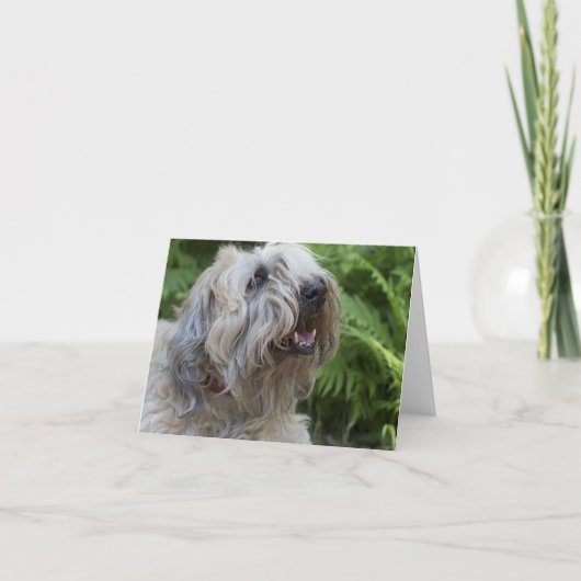 小さい静かに上塗を施してあるWheatenテリアのブランクのメッセージカード カード (正面)