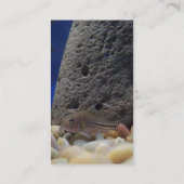 小さい魚の名刺 名刺 (裏面)