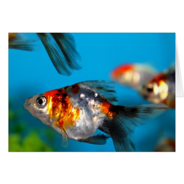 小さい魚 (正面横)