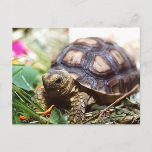 小さい ポストカード (正面)