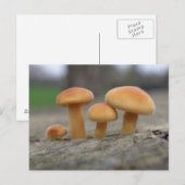 小さいToadstoolsマクロはがき ポストカード (正面/裏面)