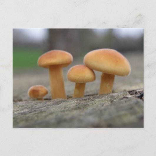 小さいToadstoolsマクロはがき ポストカード (正面)