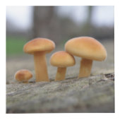 小さいToadstoolsマクロパーソナライズされた フォトキューブ (正面)