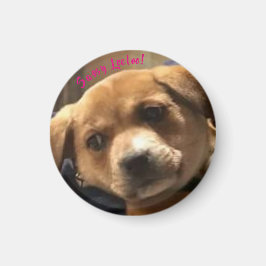 小さく丸いサッシー・レエロ！マグネット マグネット