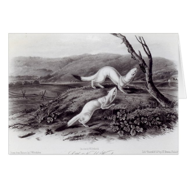 小さく賢いイタチ (正面横)