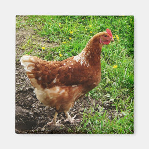 小さく赤い鶏-放し飼いの卵の層 マグネット