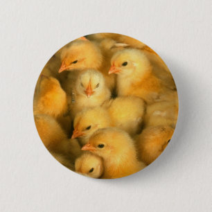 小さく黄色いひよこ 缶バッジ