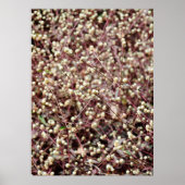 小さなかわいい小さなボール形の型枠野生の白いブッシュ ポスター (正面)