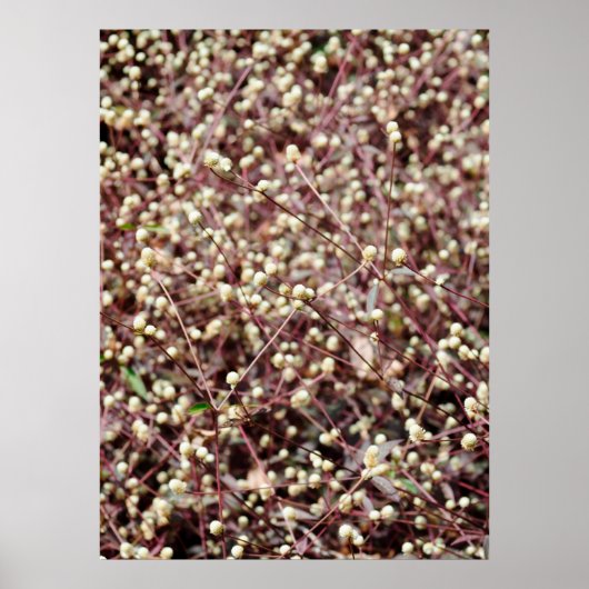 小さなかわいい小さなボール形の型枠野生の白いブッシュ ポスター (正面)