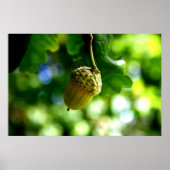 小さなどんぐりからは大きなオークが育つ ポスター (正面)