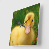 小さなアヒル スクエア壁時計 (傾斜)