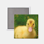 小さなアヒル マグネット (正面/裏面)