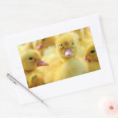 小さなアヒル 長方形シール (封筒)