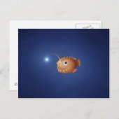 小さなアンコウ ポストカード (正面/裏面)