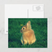 小さなウサギ ポストカード (正面/裏面)