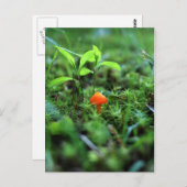 小さなオレンジのキノコ ポストカード (正面/裏面)