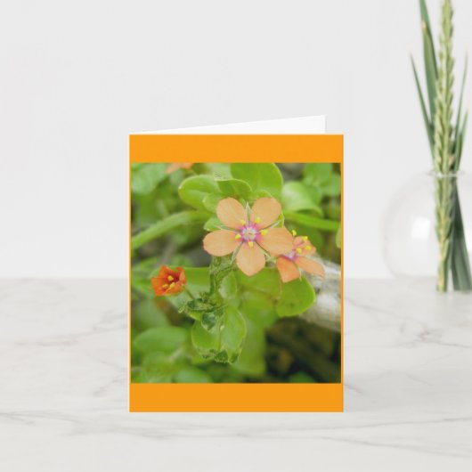 小さなオレンジ色の野花緋色のインペリアル シーズンカード (正面)