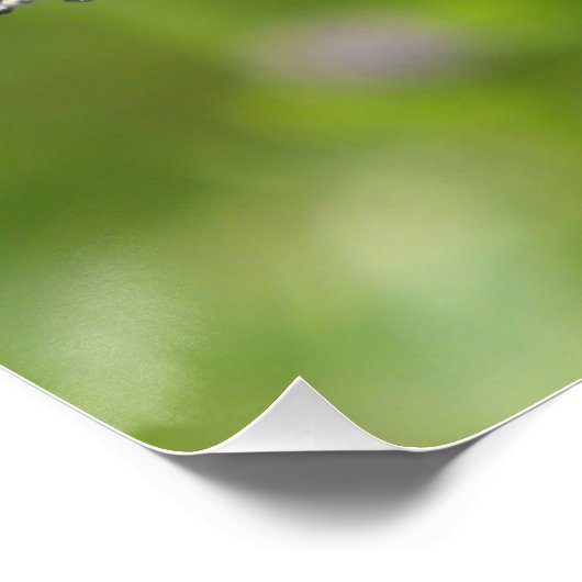 小さなカメの蝶 ポスター (コーナー)