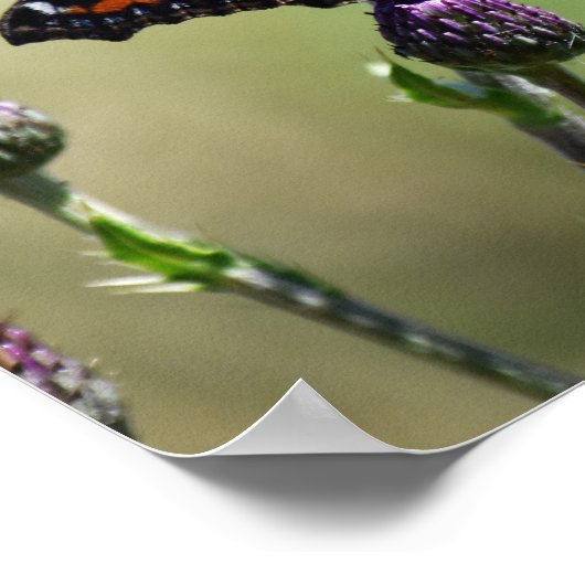 小さなカメの蝶 ポスター (角)