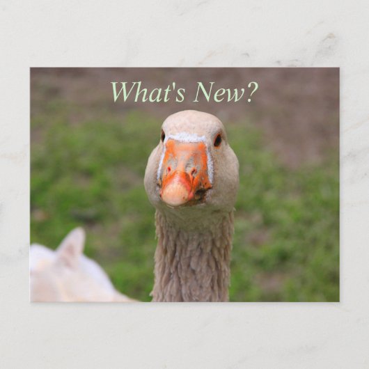 小さなガチョウ ポストカード (正面)