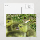 小さなガチョウ ポストカード (正面/裏面)