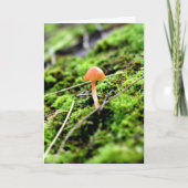 小さなキノコのコケと地衣類 カード (正面)