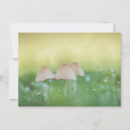 小さなキノコの自然フォトカード