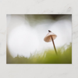 小さなキノコの自然写真はがき ポストカード