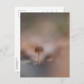 小さなキノコの自然写真はがき ポストカード (正面/裏面)