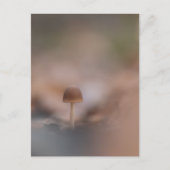 小さなキノコの自然写真はがき ポストカード (正面)