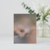 小さなキノコの自然写真はがき ポストカード (スタンド正面)