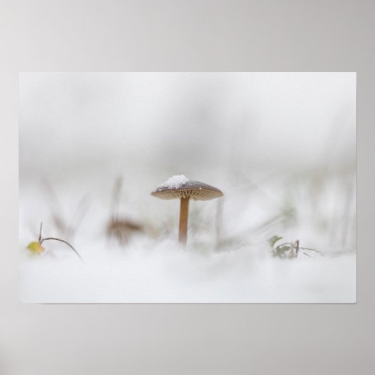小さなキノコの自然写真ポスター ポスター (正面)