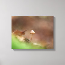 小さなキノコの自然写真