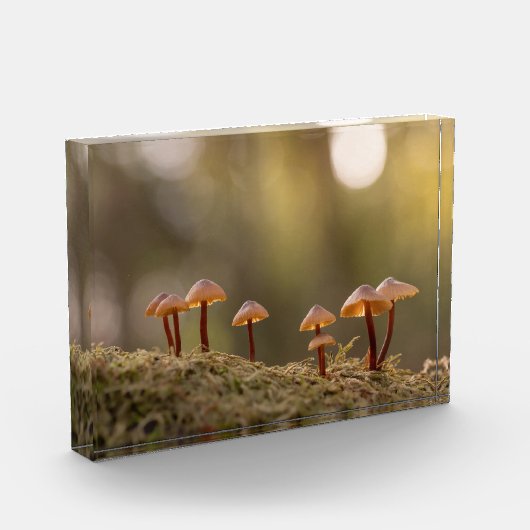 小さなキノコの自然写真 フォトブロック (左)