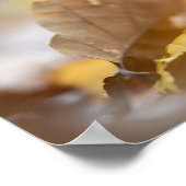 小さなキノコの自然写真 ポスター (角)