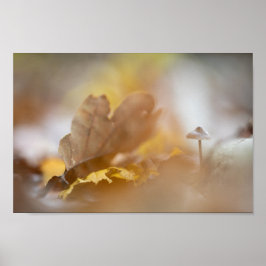 小さなキノコの自然写真 ポスター