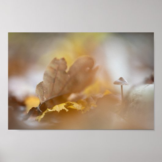 小さなキノコの自然写真 ポスター (正面)