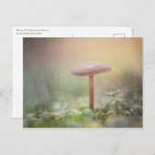 小さなキノコの自然写真 ポストカード (正面/裏面)