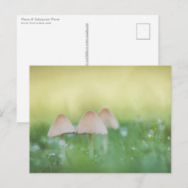 小さなキノコの自然写真 ポストカード