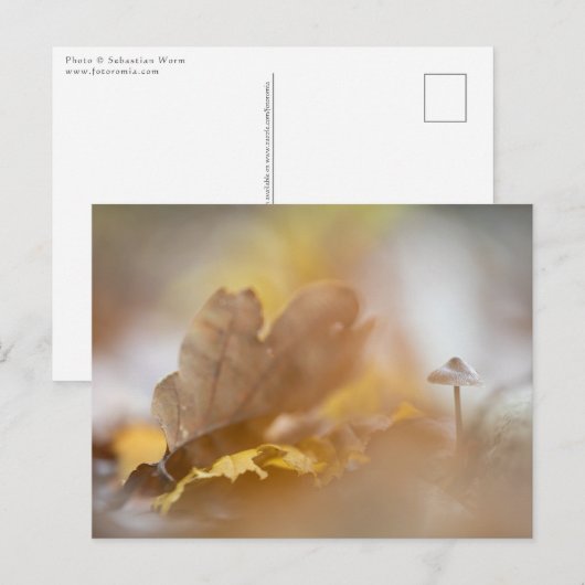 小さなキノコの自然写真 ポストカード (正面/裏面)