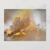 小さなキノコの自然写真 ポストカード (正面)