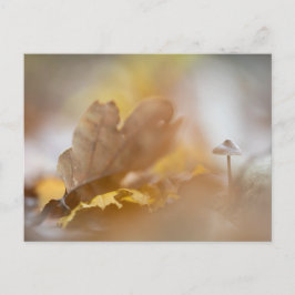 小さなキノコの自然写真 ポストカード