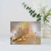 小さなキノコの自然写真 ポストカード (スタンド正面)