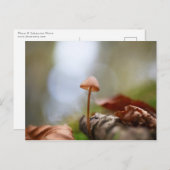 小さなキノコの自然写真 ポストカード (正面/裏面)